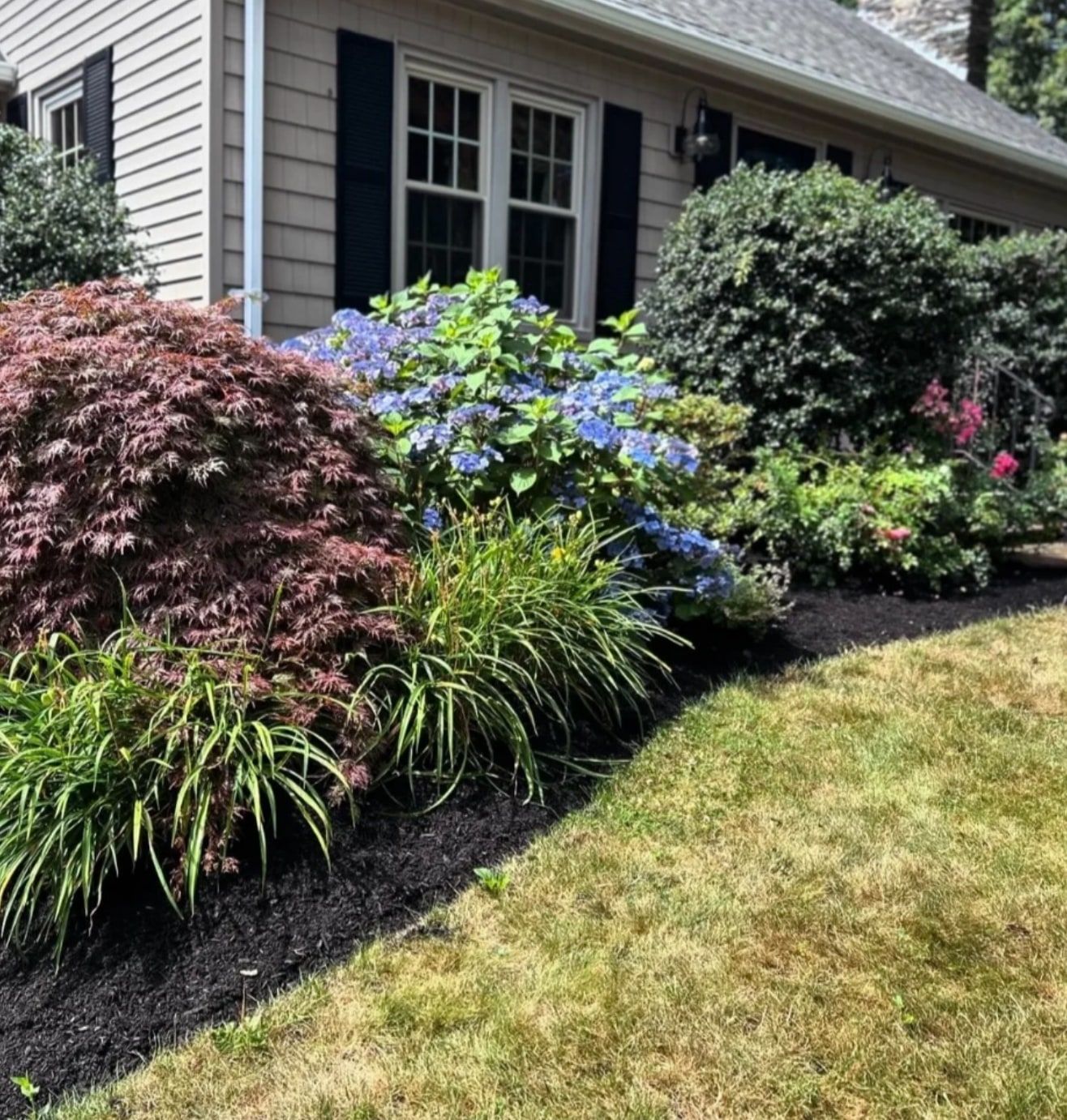Front garden bed with a Japanese maple and blue hydrangeas, freshly edged and mulched with dark mulch
